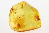 Fossil True Midges, Dagger Fly, and Spider Beetle in Baltic Amber #275416-1